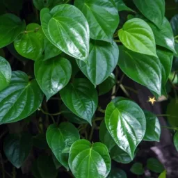 Daun sirih - bahan alami pasta gigi Versident